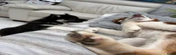 Siberian Husky dogs for sale: Siberian husky pure breed  - Advert 7