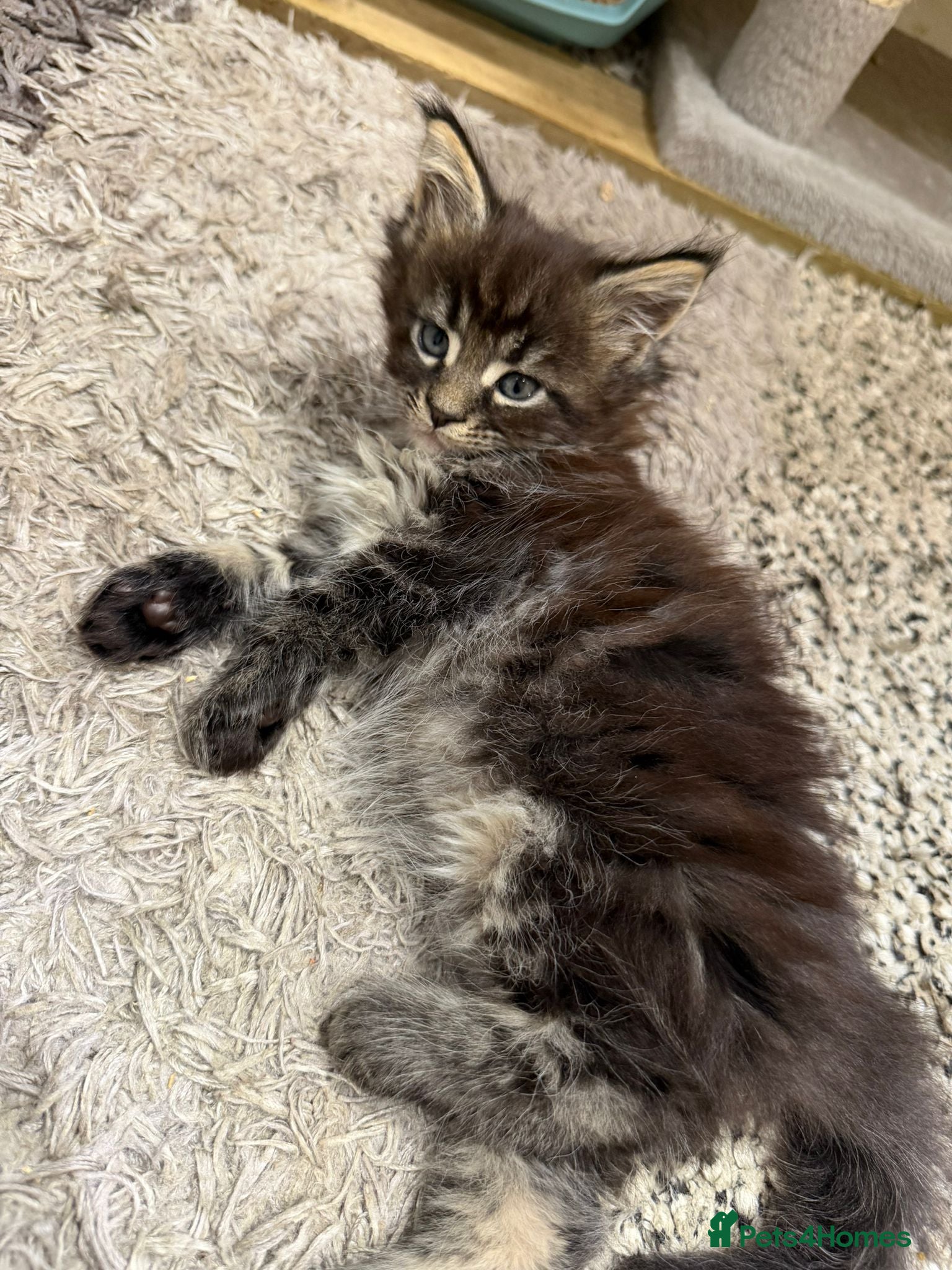 Maine Coon cats Ready to leave-Large Kittens - European Bloodlines - Advert 4