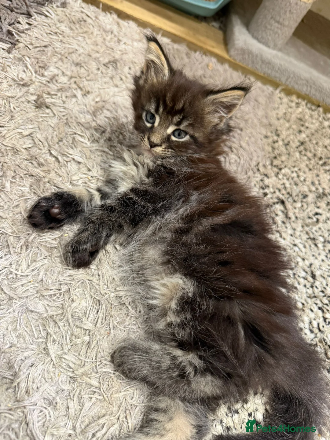 Maine Coon cats for sale: 1 left - Large Kittens - European Bloodlines - Advert 1