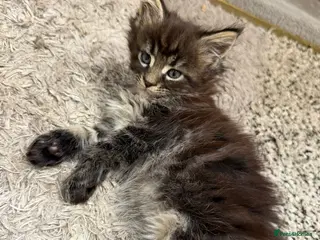Maine Coon cats Ready to leave-Large Kittens - European Bloodlines - Advert 5