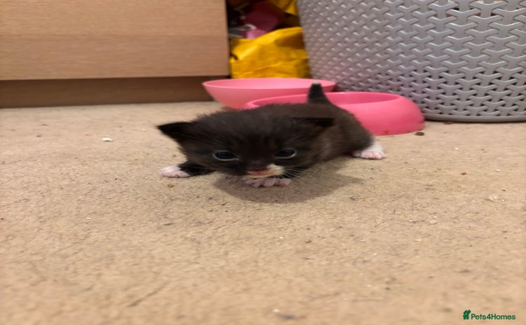 Domestic Shorthair cats - Advert 15