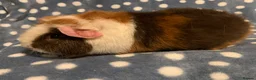 Guinea Pig rodents for sale: Stunning purebred teddy Guinea pig boy  - Advert 4