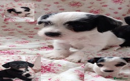 Jack Russell dogs for sale: Rough Coated Jack Russel Pups. - Image 6