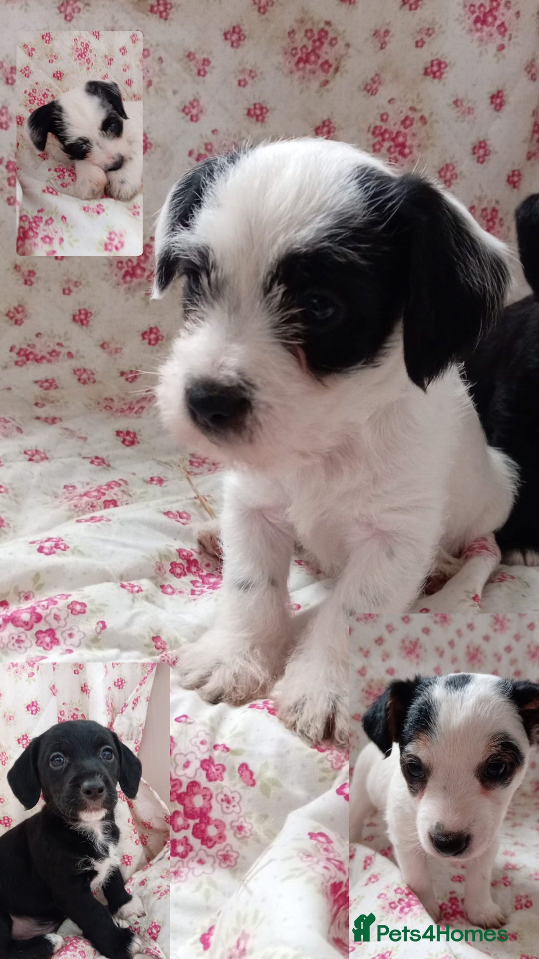 Jack Russell dogs for sale: Rough Coated Jack Russel Pups. - Image 6