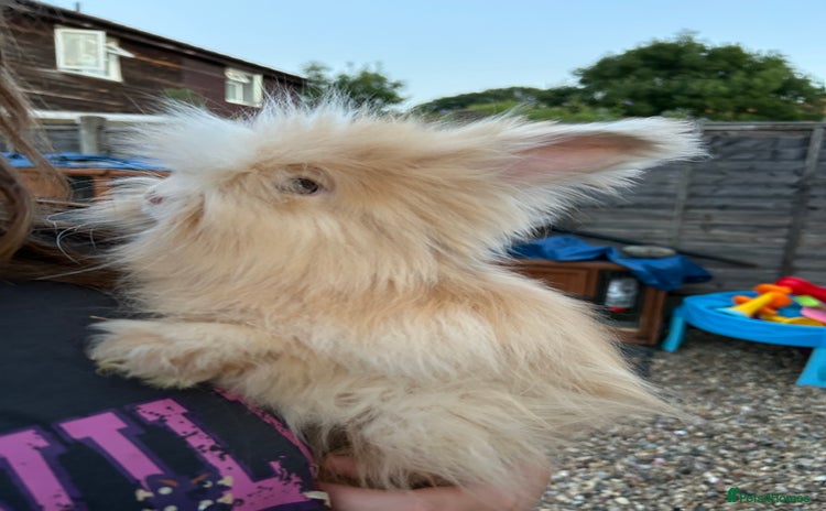 Angora rabbits in Maidstone - Advert 12