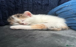 Mixed Breed cats for sale: 5 beautiful, inquisitive fluffy kittens - Image 8