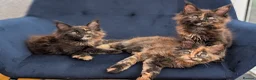 Maine Coon cats for sale: Tica Registered Maine coon kittens - Advert 4