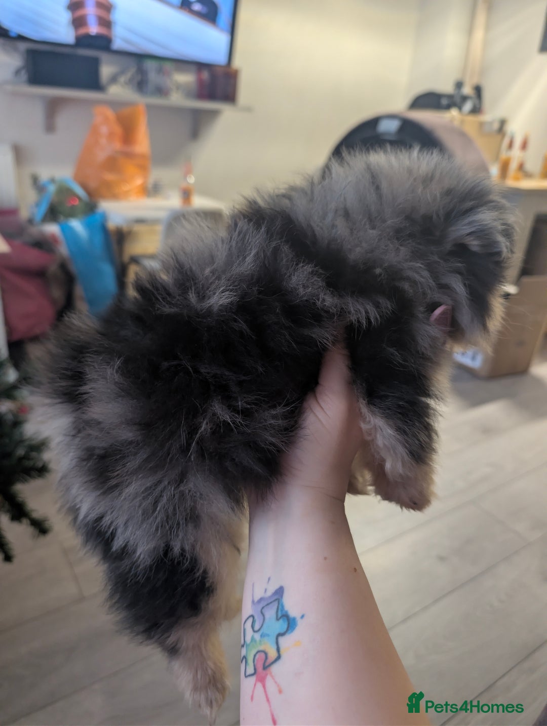 Pomeranian dogs for sale: Pomeranian girl puppy  - Advert 5