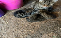 Mixed Breed cats for sale: 5 Gorgeous Tabby Kittens for sale. - Advert 10