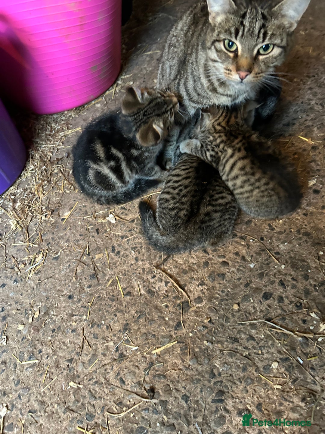 Mixed Breed cats for sale: 5 Gorgeous Tabby Kittens for sale. - Advert 10