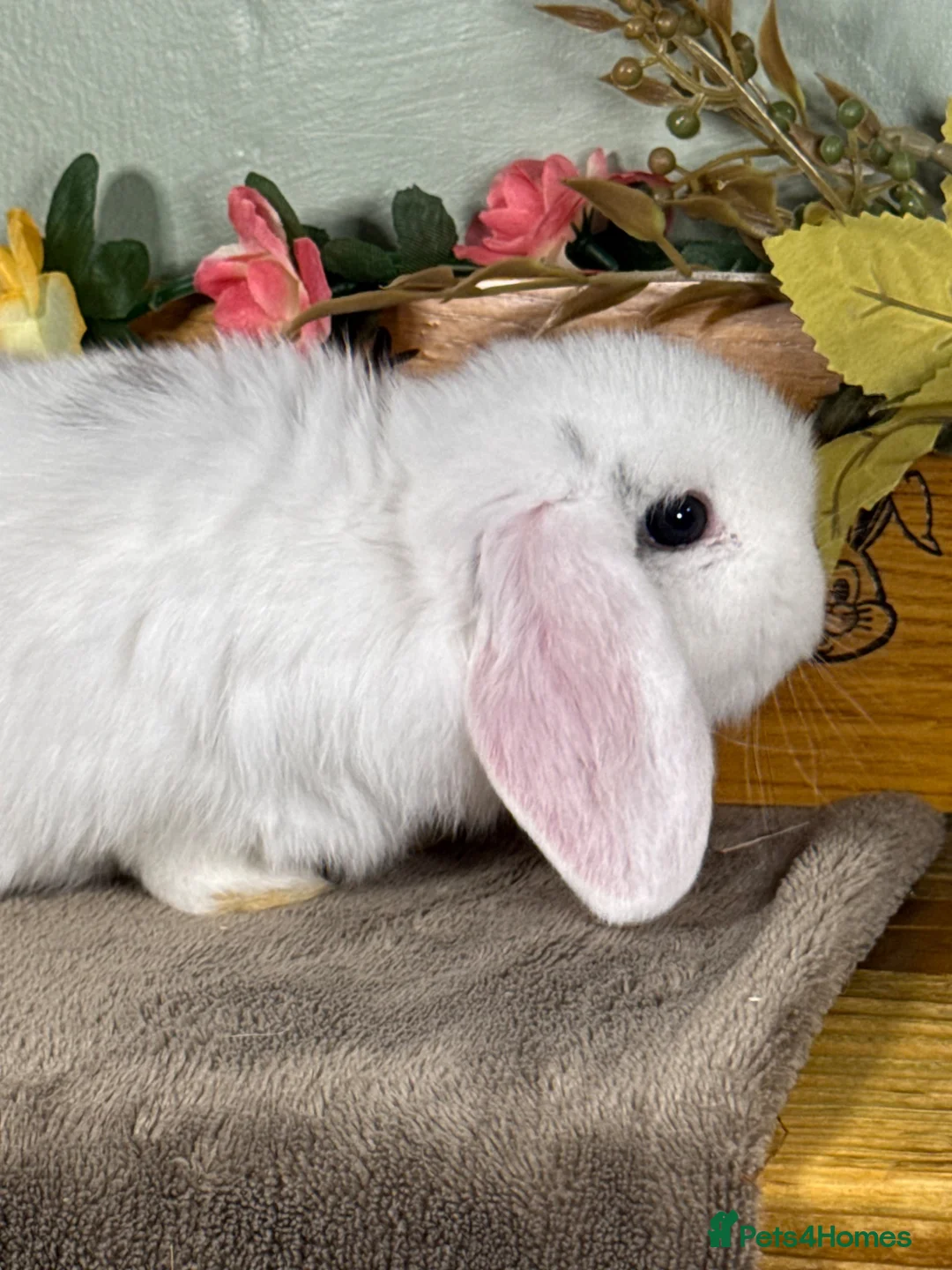Mini Lop rabbits for sale: Gorgeous, friendly baby mini lops *vaccinated* - Advert 22