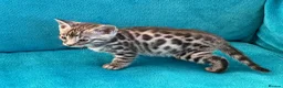 Bengal cats for sale: Beautiful Bengal boys - Advert 6