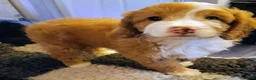 Mixed Breed dogs for sale: 9 week Cockerpoo x Cavapoo puppies Ready to go. - Advert 16