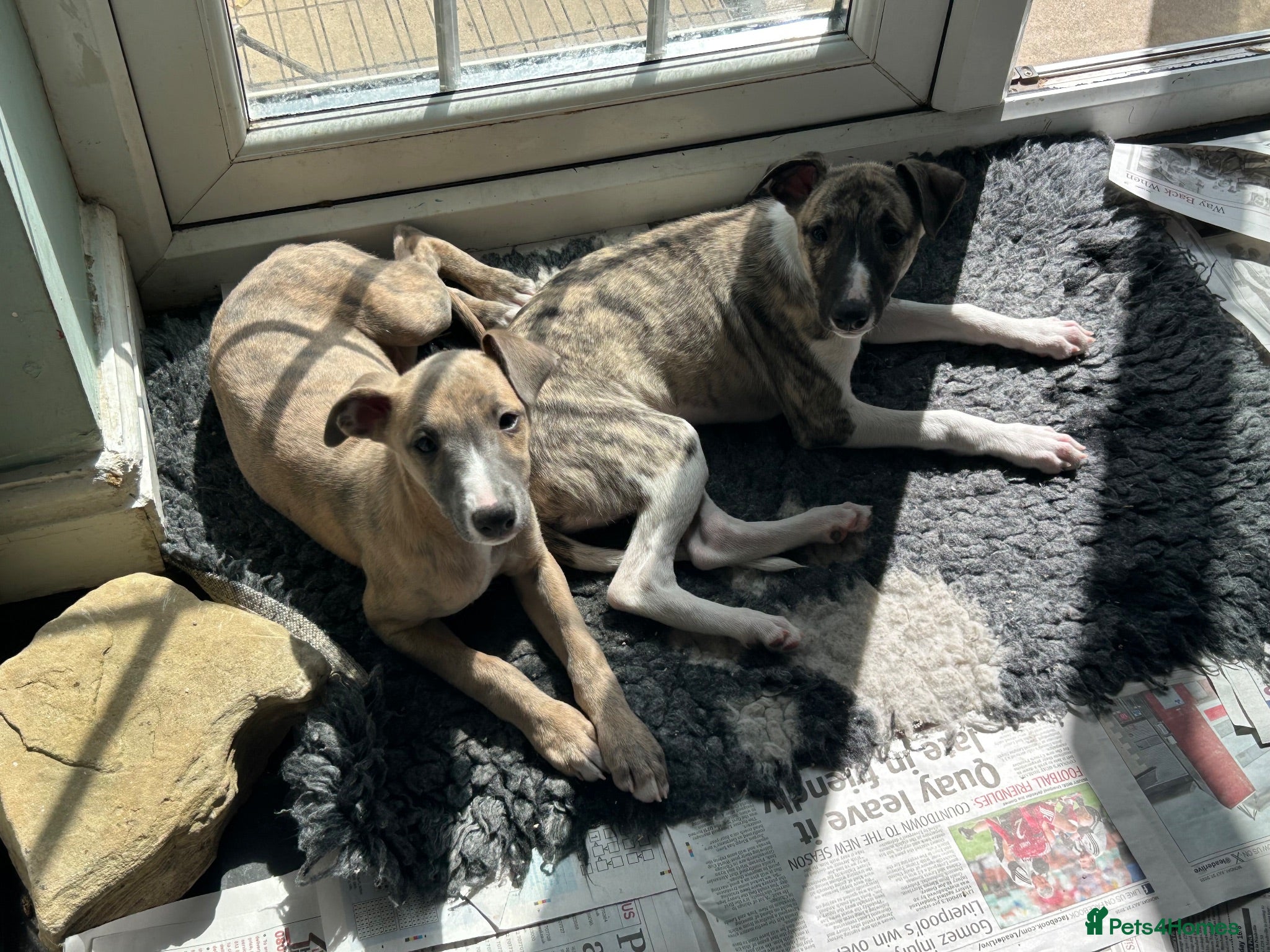 Whippet dogs  2 Male whippet pups available  - Advert 7