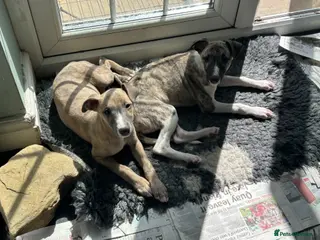 Whippet dogs 2 Male whippet pups available - Advert 7