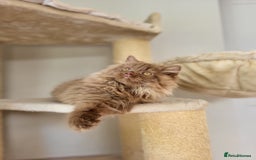 British Longhair cats for sale: Stunning Cinnamon Tica Registered Boy - Image 18