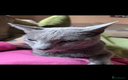 Russian Blue cats for sale: Russian Blue Male - Image 4