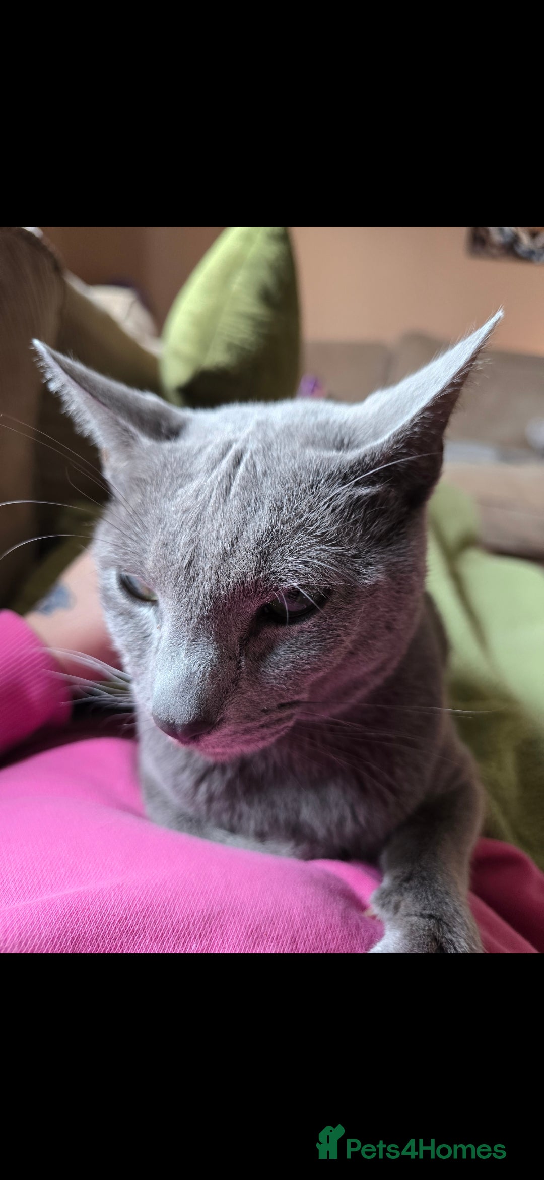 Russian Blue cats for sale: Russian Blue Male - Image 4