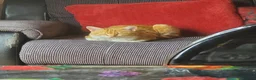 Mixed Breed cats for sale: 1-year-old male cat looking for a loving new home. - Advert 5