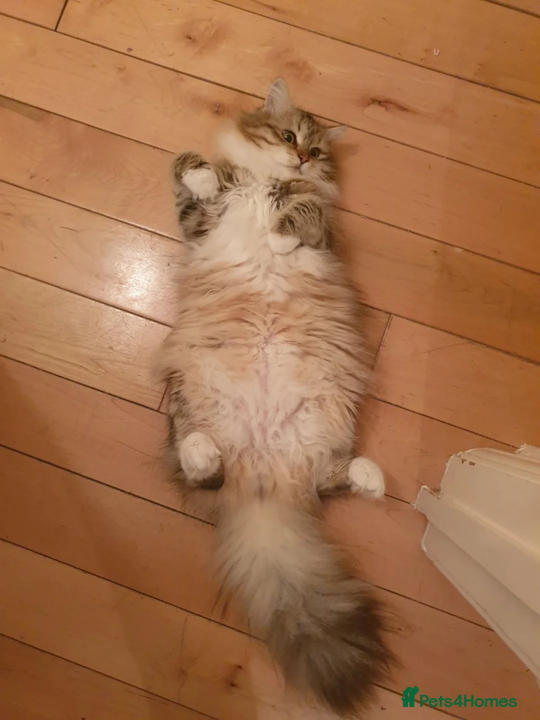 Siberian cats for stud: Purebred Siberian Cat Stud VIP service in Wembley - Advert 10