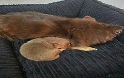 Pomeranian dogs for sale: Pomeranian puppies  - Advert 6