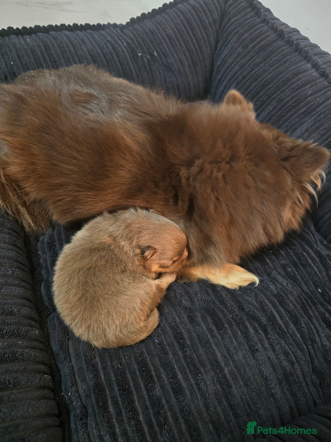 Pomeranian dogs for sale: Pomeranian puppies  - Advert 6