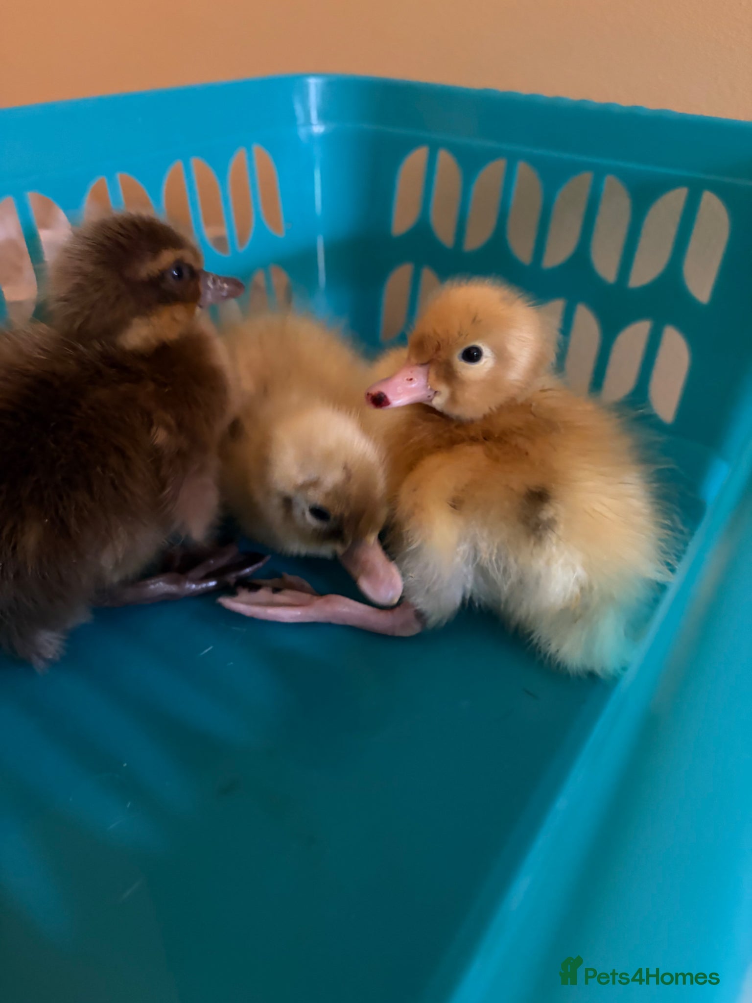 Ducks poultry Indian runner ducklings - Advert 7