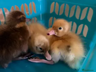 Ducks poultry Indian runner ducklings - Advert 7