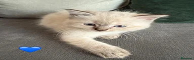 💙 Winston – Gorgeous Ragdoll Boy 💙