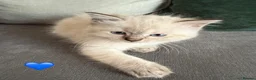 Ragdoll cats for sale: 3 Beautiful Pure Ragdoll Kittens – Blue Eyed  in Abingdon - Advert 2