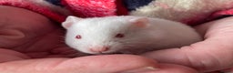 Hamster rodents for sale: Baby female Syrian hamsters from show stock  - Advert 10