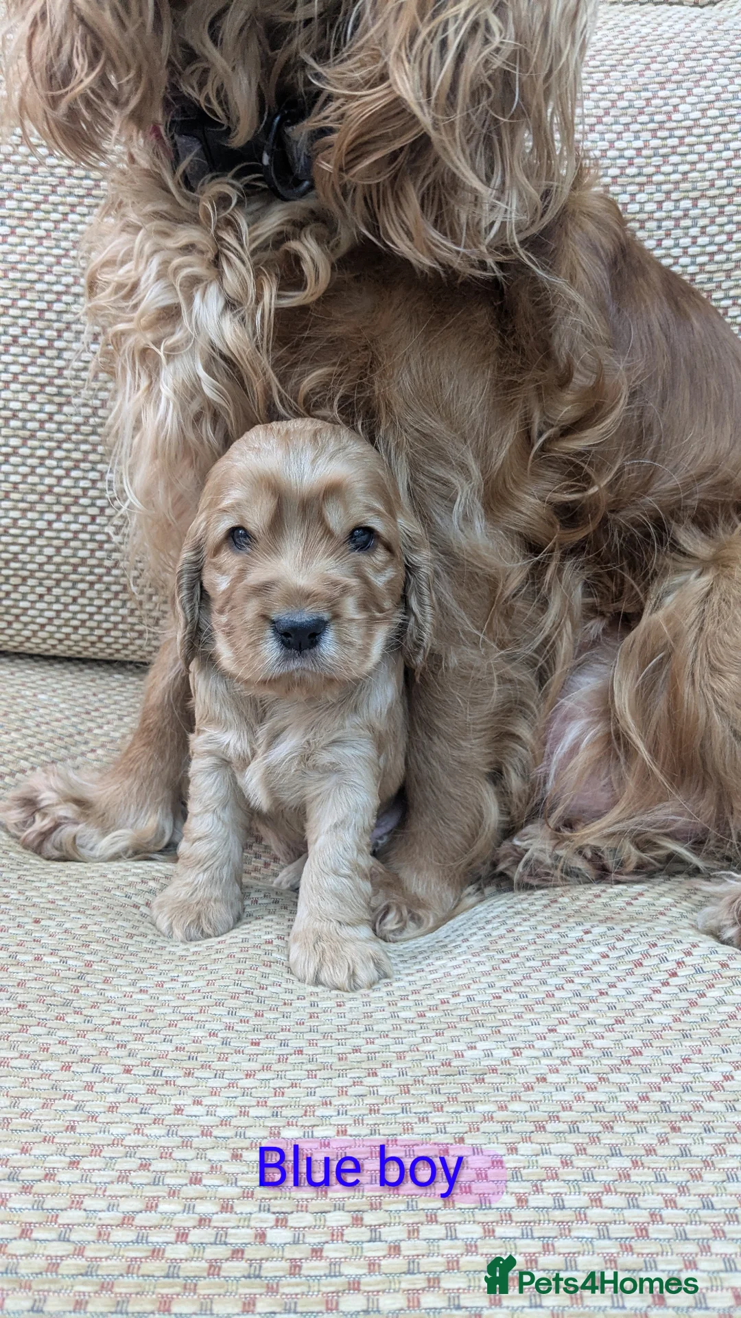 Cocker Spaniel dogs for sale: Golden show cocker spainels pups in Haywards Heath - Advert 1