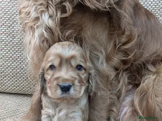 Cocker Spaniel dogs Golden show cocker spainels pups - Advert 14