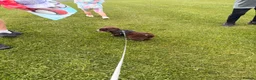 Mixed Breed dogs for sale: Arlow - Advert 10