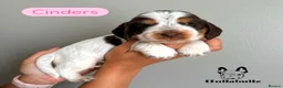 Cocker Spaniel dogs for sale: Health tested Roan Cocker Spaniels  - Advert 7