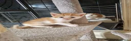 Mixed Breed cats for sale: Beautuful Kittens waiting for their furever homes - Advert 11