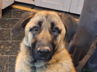 Mixed Breed dogs Cali – Beautiful Kangal × German Shepherd - Advert 1
