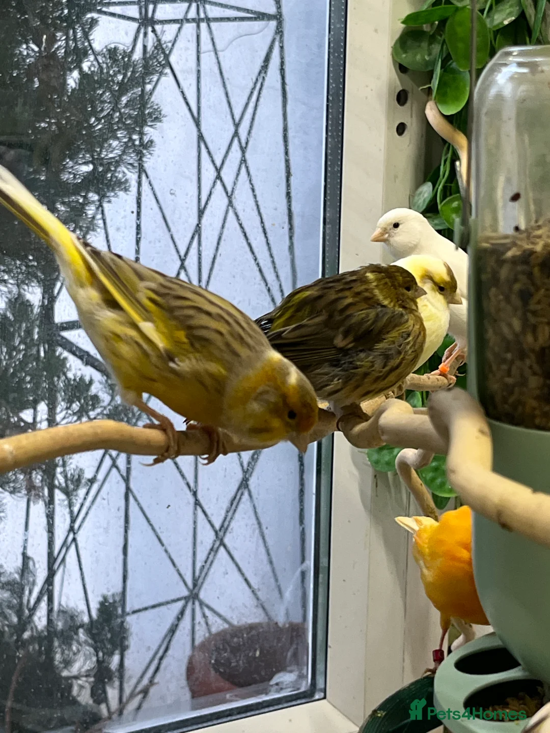 Canaries birds for sale: Beautiful mixed canaries - Advert 5