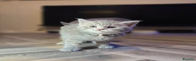 Mixed Breed Kitten 2