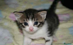 Domestic Shorthair cats for sale: Beautiful kittens ready 11th Sept - Image 1