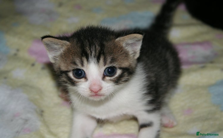 Domestic Shorthair cats - Advert 1
