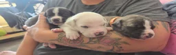 Mixed Breed dogs for sale: Staffy + cane corso  - Advert 2