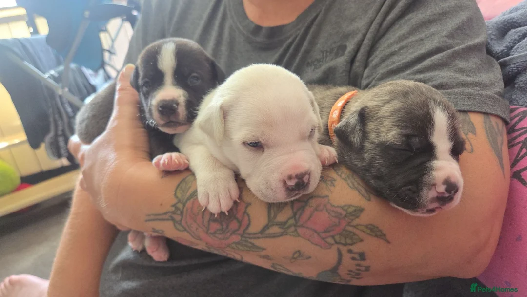 Mixed Breed dogs for sale: Staffy + cane corso  - Advert 2