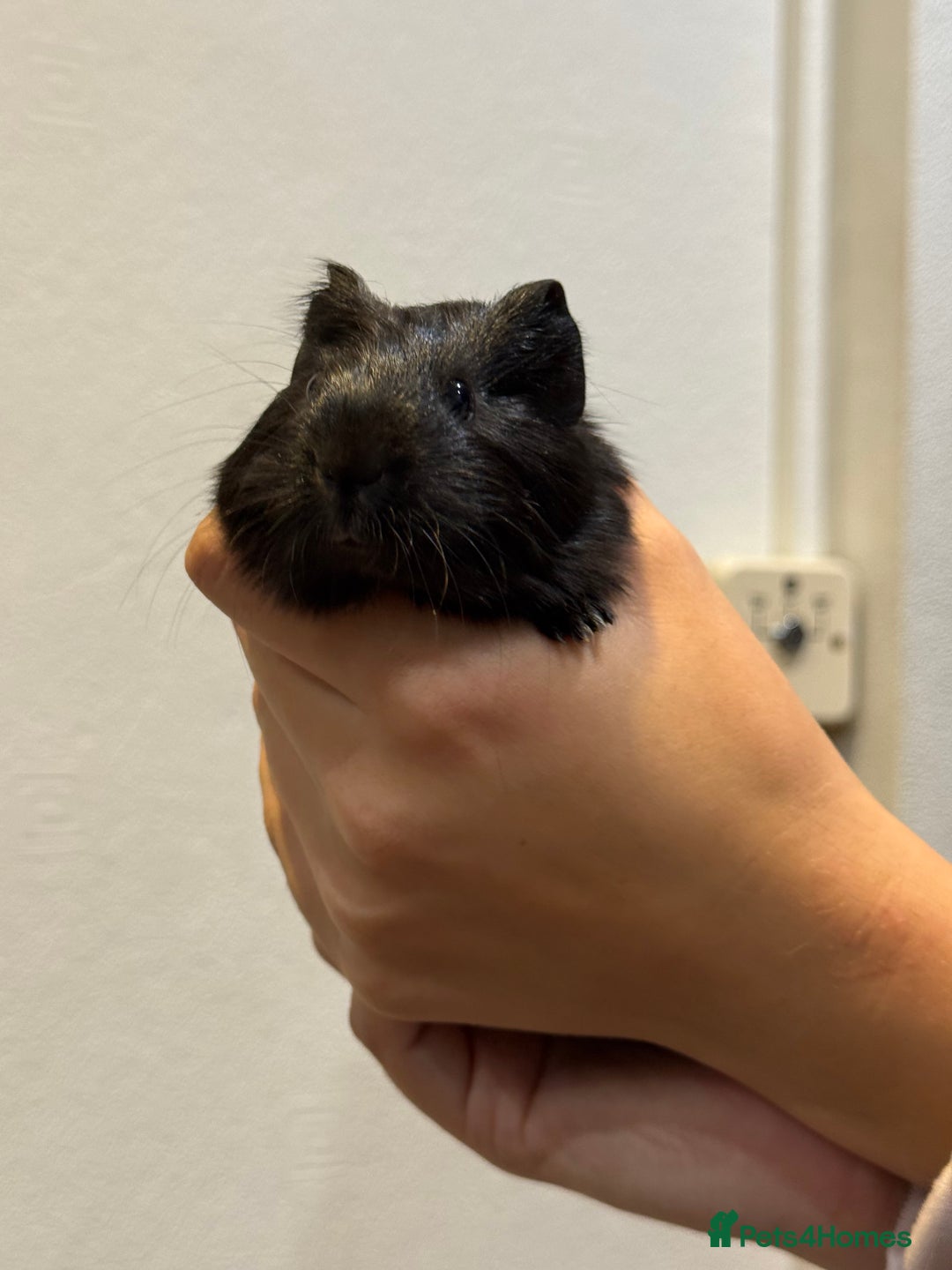 Guinea Pig rodents for sale: Baby guinea pigs for sale - Image 13