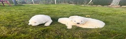 Maremma Sheepdog dogs for sale: A Rare Opportunity to Welcome a Maremma Sheepdog - Advert 3