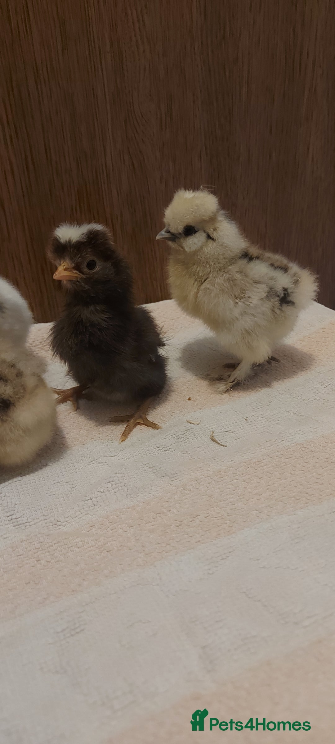 Chickens poultry for sale: Usa silkie and poland chicks  - Advert 1