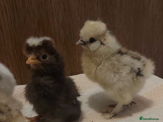 Chickens poultry Usa silkie and poland chicks - Advert 8