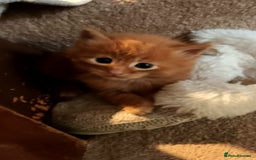 Persian cats for sale: Persian X Beautiful friendly ginger kittens  - Image 8