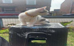 Mixed Breed cats for sale: Kittens for sale - Image 7