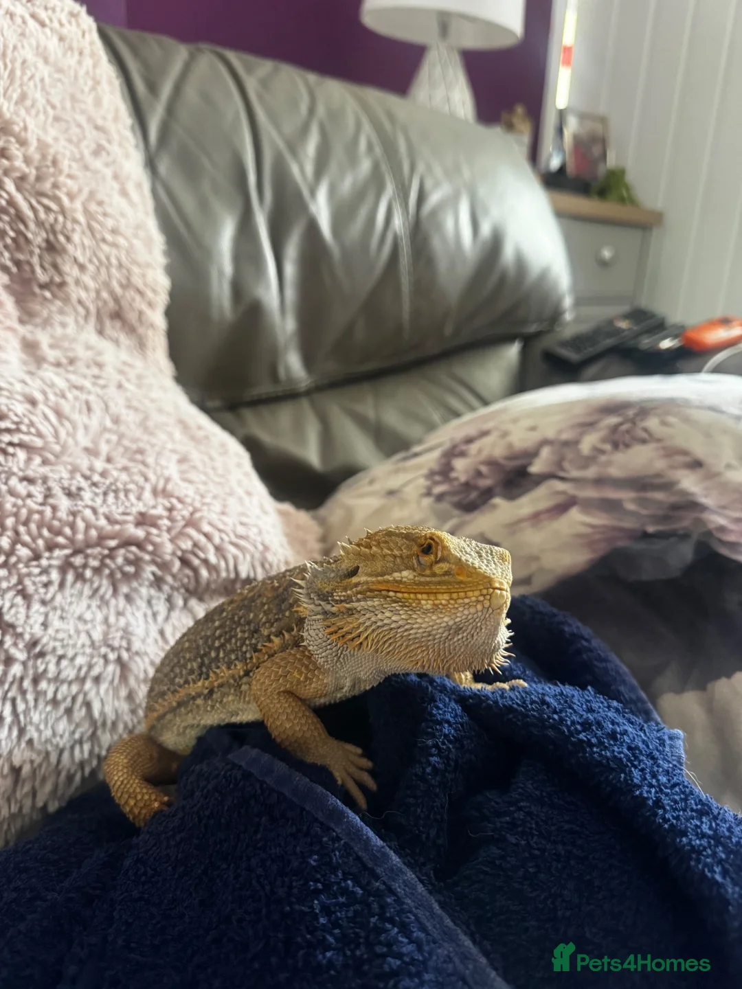 Bearded Dragon reptiles for sale: Bearded dragon + full vivarium setup + storage in Worthing - Advert 1